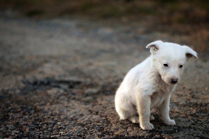 Hund einsam