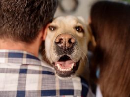 Sachkundenachweis Hund