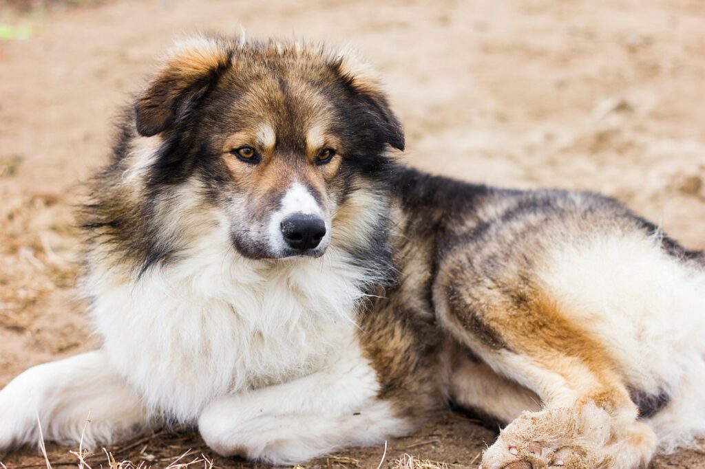 Großer Tierschutzhund