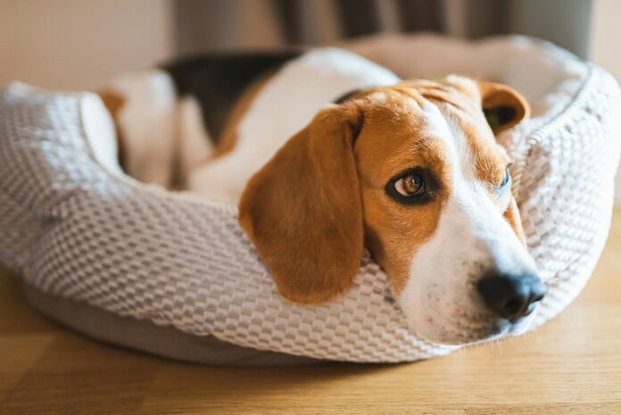 Hundebett Hund schläft