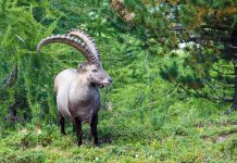 Steinbock