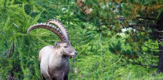 Steinbock