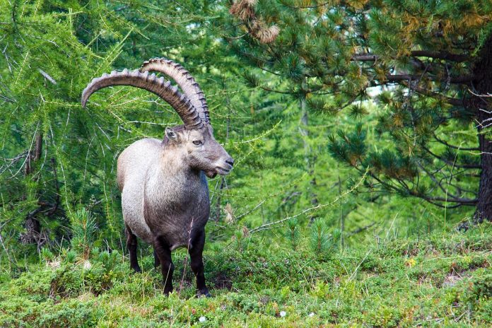 Steinbock