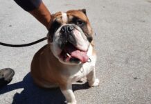 Englische Bulldogge Helmut