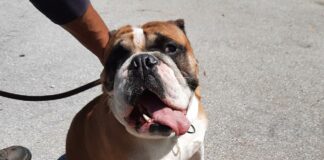 Englische Bulldogge Helmut