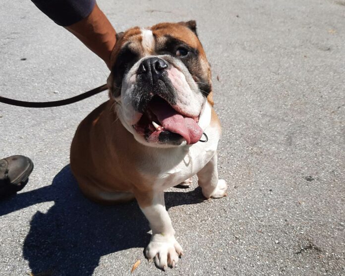 Englische Bulldogge Helmut