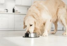 Hundefutter Napf Hund frisst