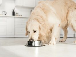 Hundefutter Napf Hund frisst