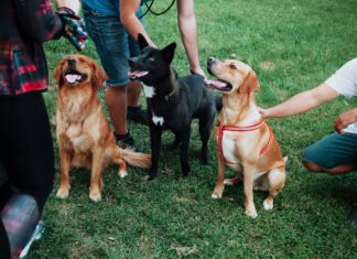Der Mensch hinter dem Hund – Pädagogik im Hundetraining