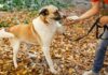 Tierheim Hund