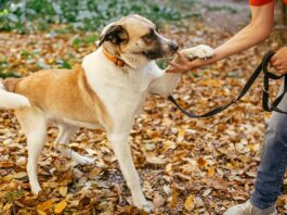 Tierheim Hund