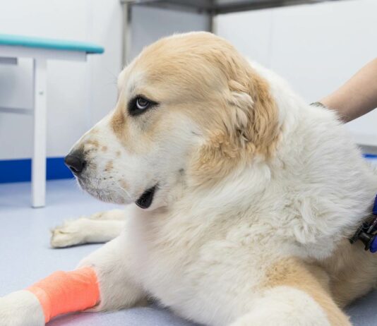 Kreuzbandriss beim Hund