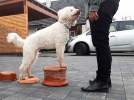 Blinden Hund beschäftigen