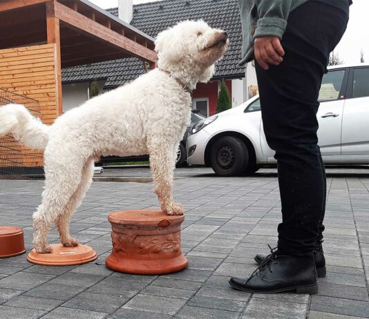 Blinden Hund beschäftigen