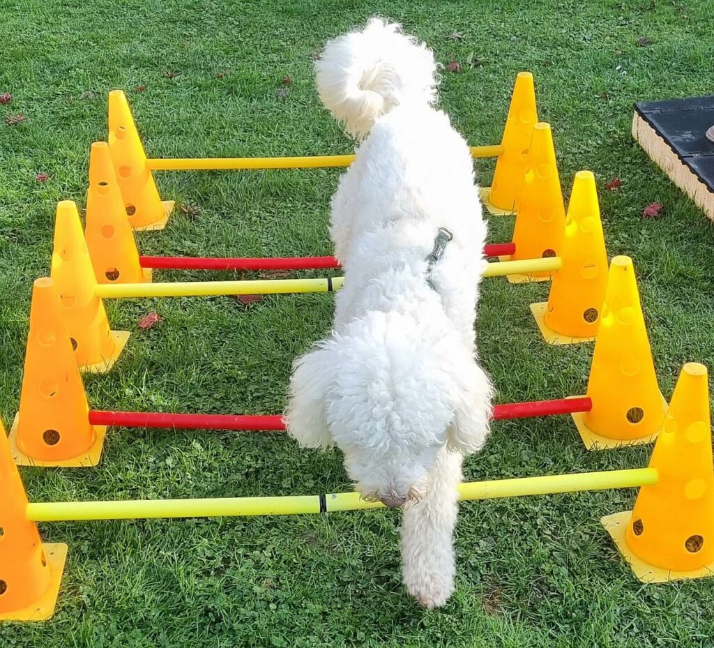 Cavaletti Training Blinder Hund