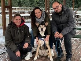 Rocky im Tierheim