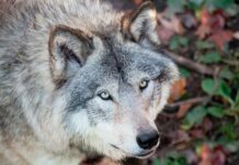 Grauer Wolf