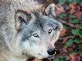 Grauer Wolf