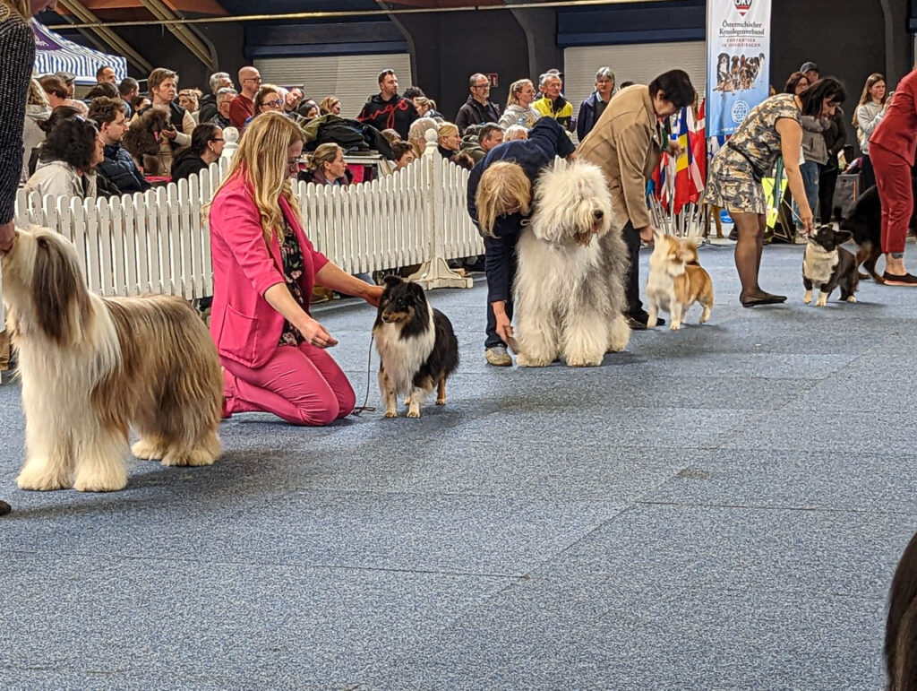 Hundschau in Premstätten