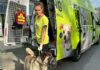 Zirkushündin im Tierschutz