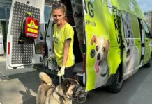 Zirkushündin im Tierschutz