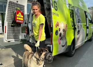 Zirkushündin im Tierschutz
