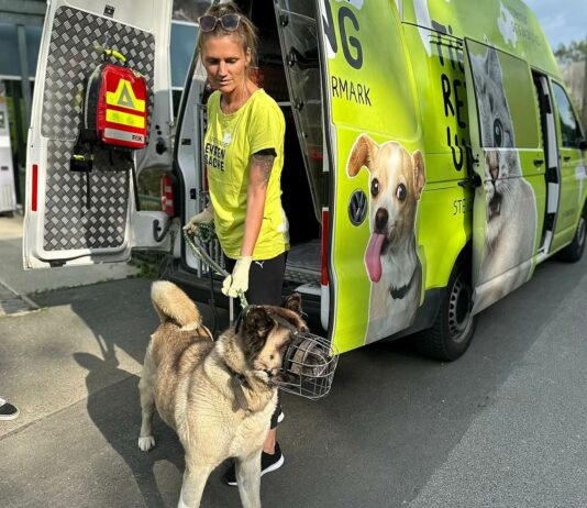 Zirkushündin im Tierschutz