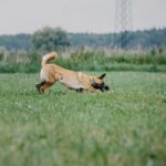 Arbeitshund