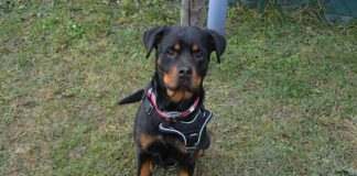 Rottweiler ausgesetzt Wien