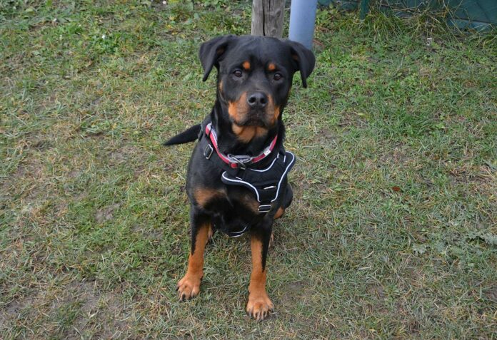 Rottweiler ausgesetzt Wien