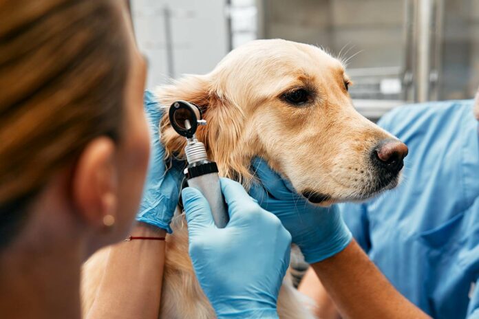 Vorsorgeuntersuchung beim Hund