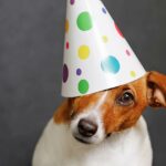 Karneval Hund