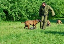 Tierschutzgesetz Schutzhunde