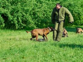 Tierschutzgesetz Schutzhunde