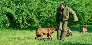 Tierschutzgesetz Schutzhunde