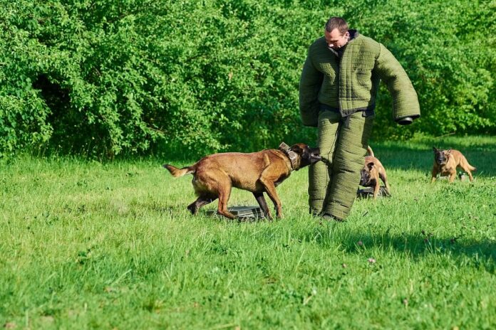 Tierschutzgesetz Schutzhunde