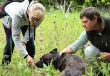 Giftpflanzen Spürhunde