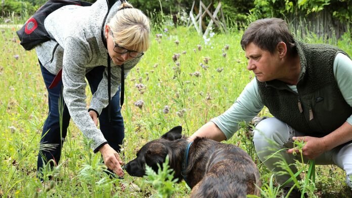 Giftpflanzen Spürhunde