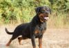 Rottweiler attackiert eigene Halterin – 54-Jährige lebensgefährlich verletzt Rottweiler
