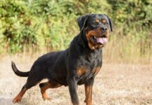 Rottweiler