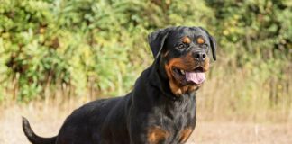 Rottweiler