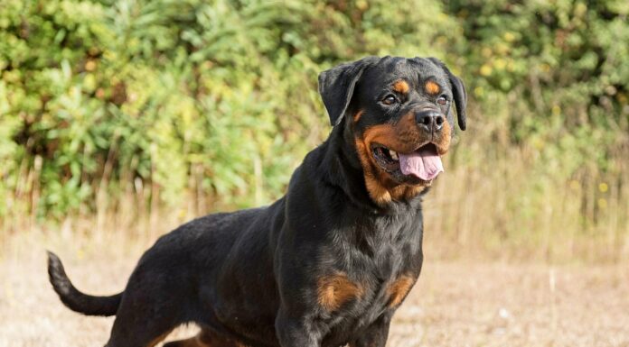 Rottweiler attackiert eigene Halterin – 54-Jährige lebensgefährlich verletzt Rottweiler