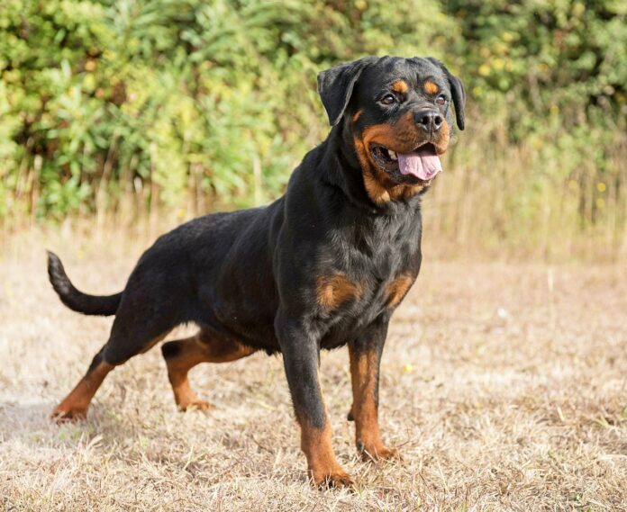 Rottweiler