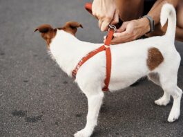 Hund an der Leine