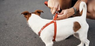 Hund an der Leine