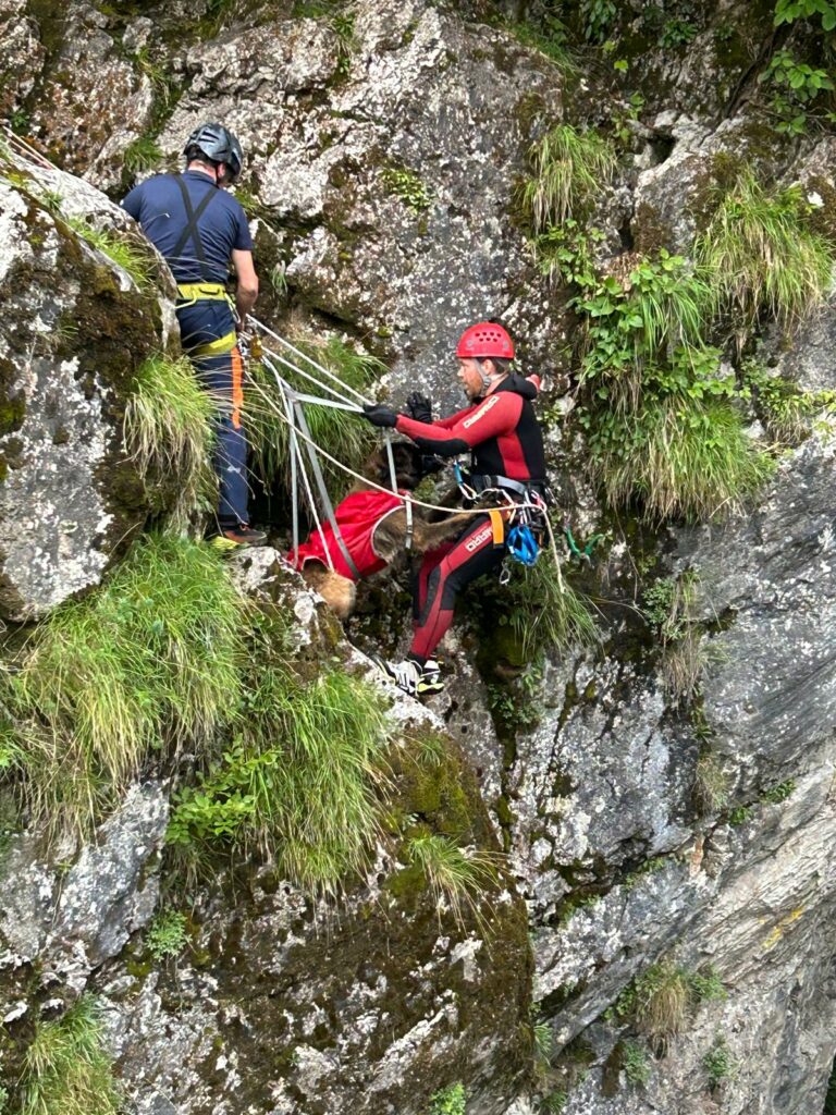 Hunderettung im alpinen Gelände