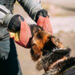 Schäferhund Attacke