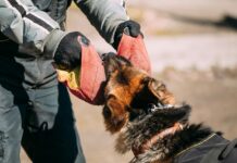 Schäferhund Attacke