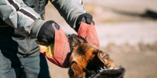 Schäferhund Attacke