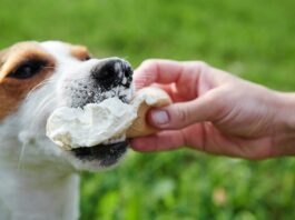 Die Dos & Don’ts beim Hundeeis! Jack Russell Terrier isst Eis